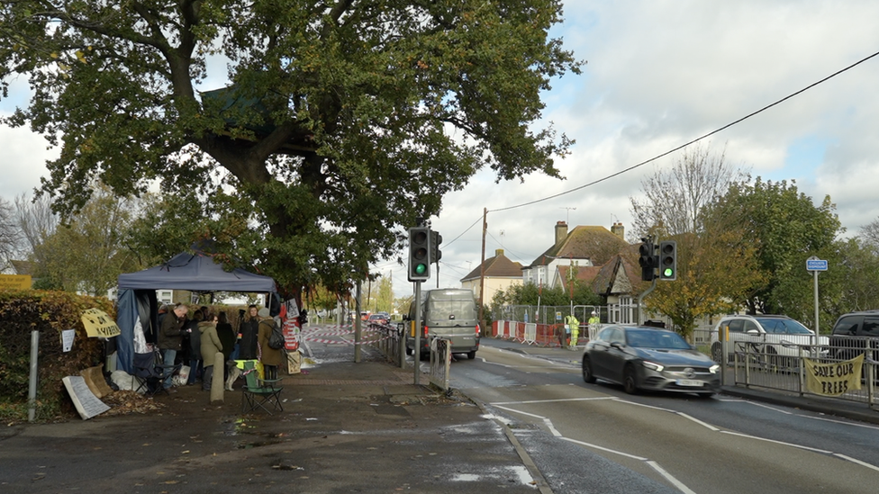 An oak tree in Ashingdon Road, Rochford, Essex, which is due to be cut down