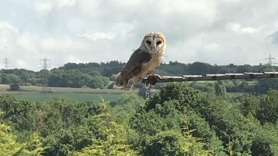 The barn owl on the TV aerial