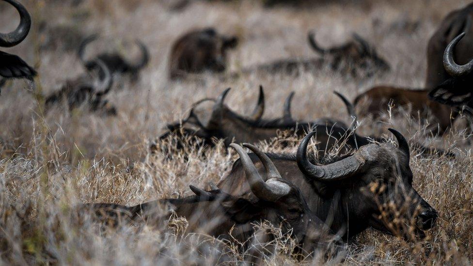 Buffalos in Kenya