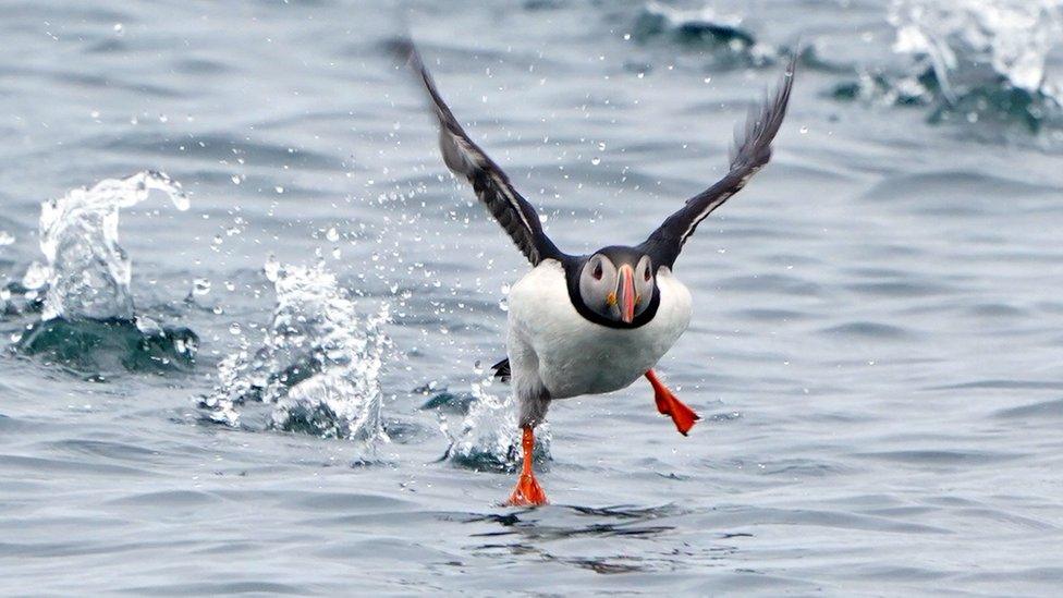 Puffin taking flight from the sea