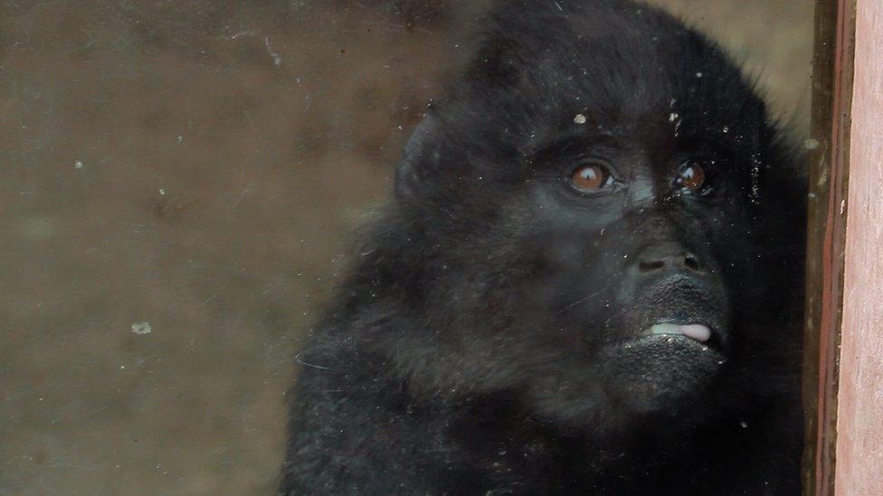 A monkey at the Wales Ape and Monkey Sanctuary in Swansea Valley