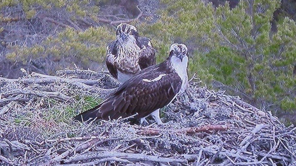 Ospreys EJ and Odin