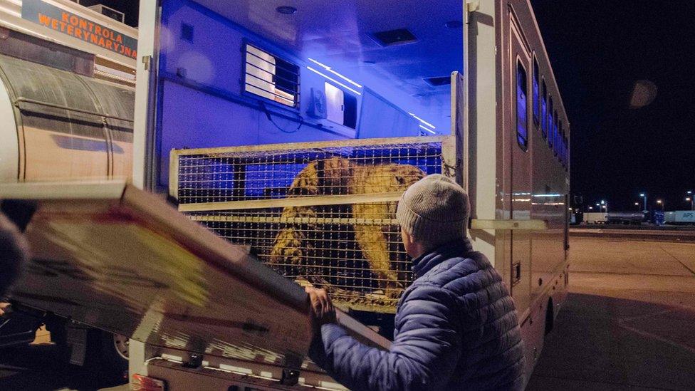 One of the tigers pictured in the truck at the border