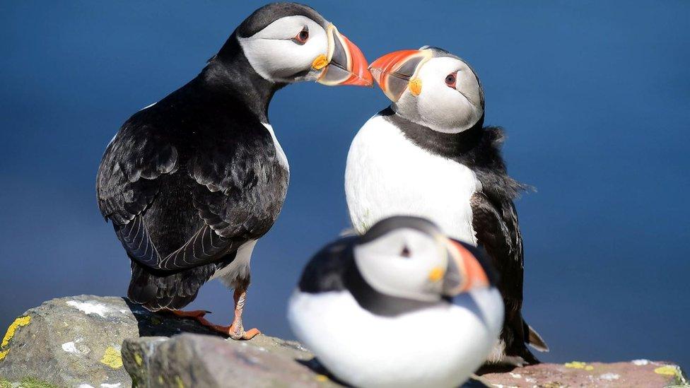 Farne Island puffins