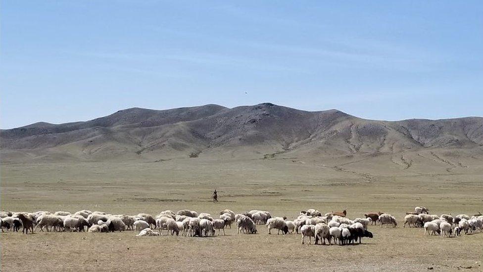 Cashmere goat herding