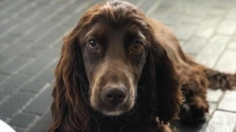 A three-year-old cocker spaniel was stolen