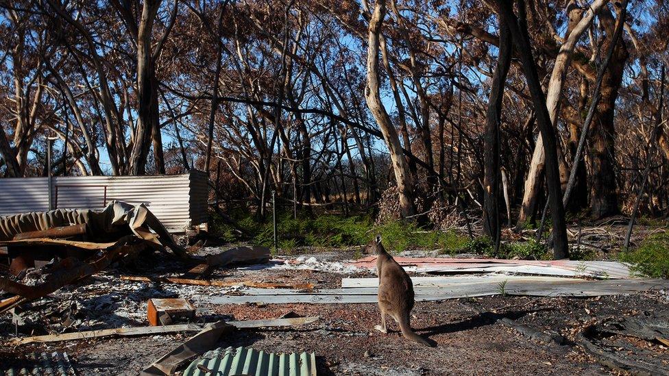 Kangaroo-in-burnt-building.