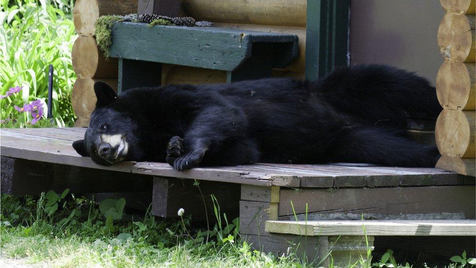 bear lying outside a cabin