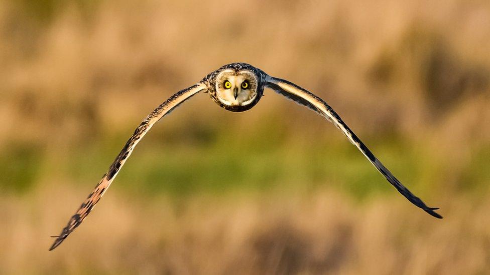 short-eared owl