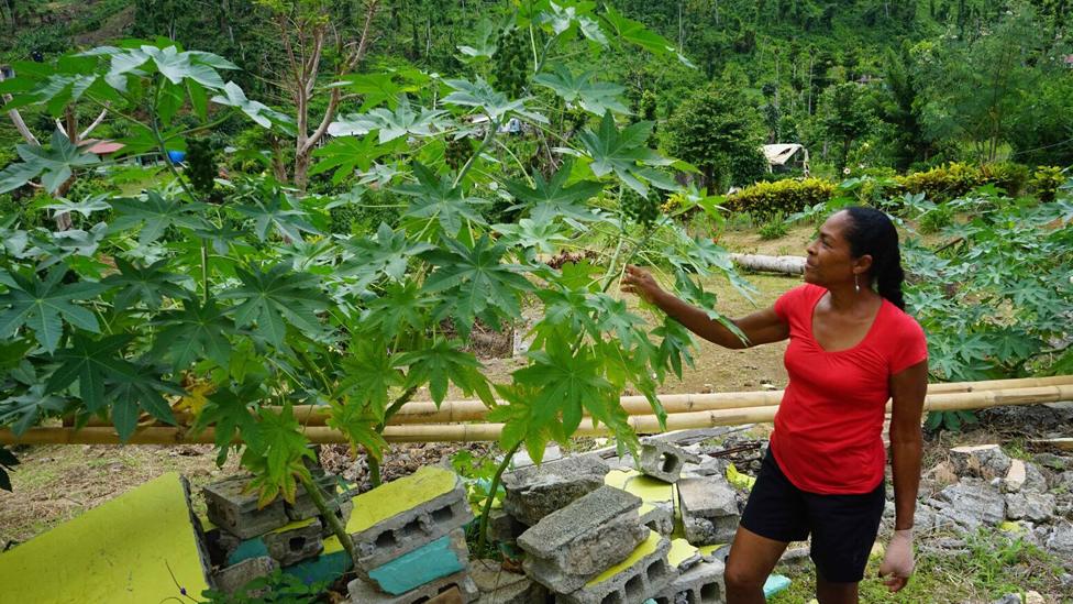 Louisette Auguiste collecting castor oil seeds