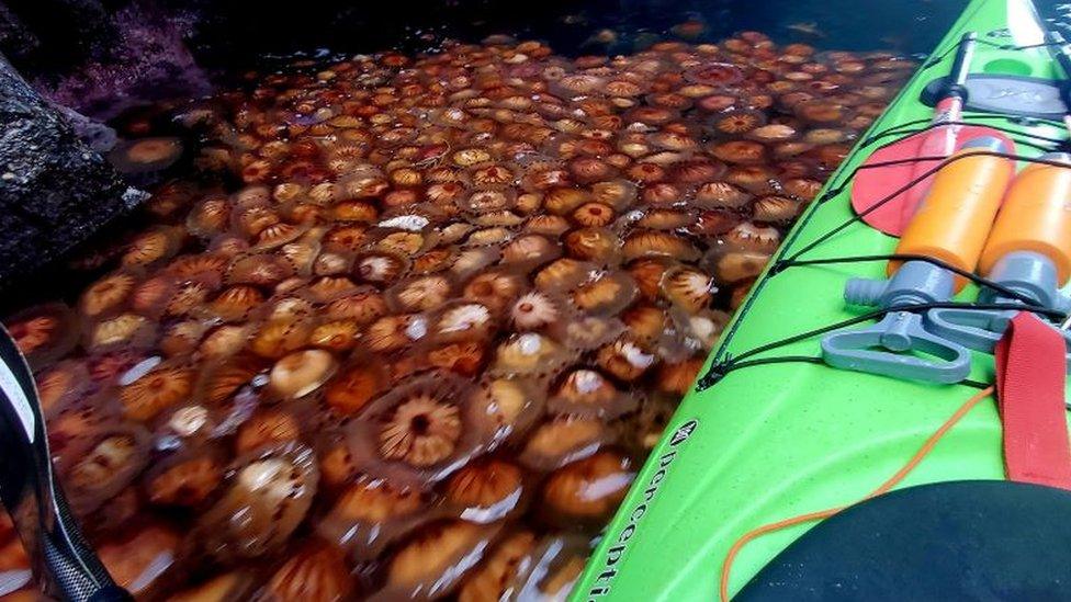 Jellyfish in Barra