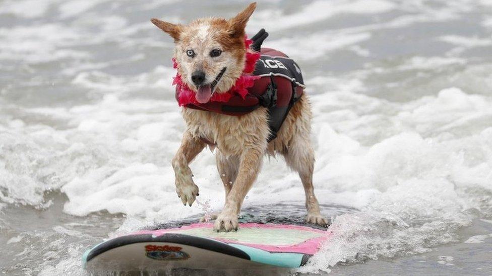 surfing dog