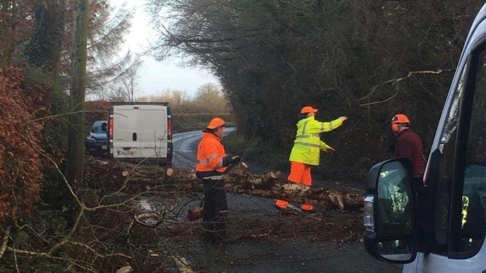 Fallen trees in Newbridge, County Kildare