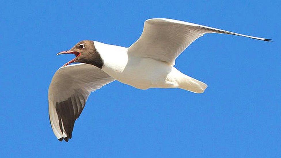 Black-headed gull