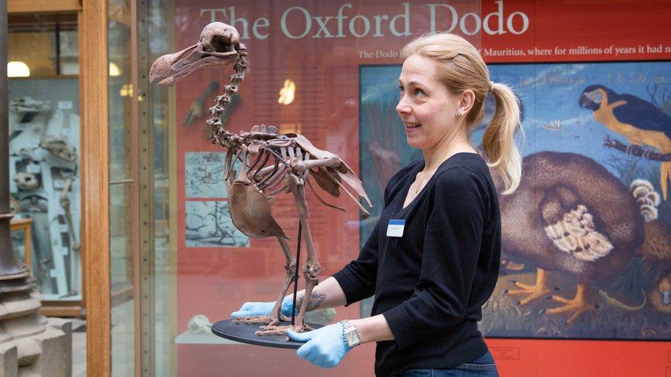 Dodo skeleton