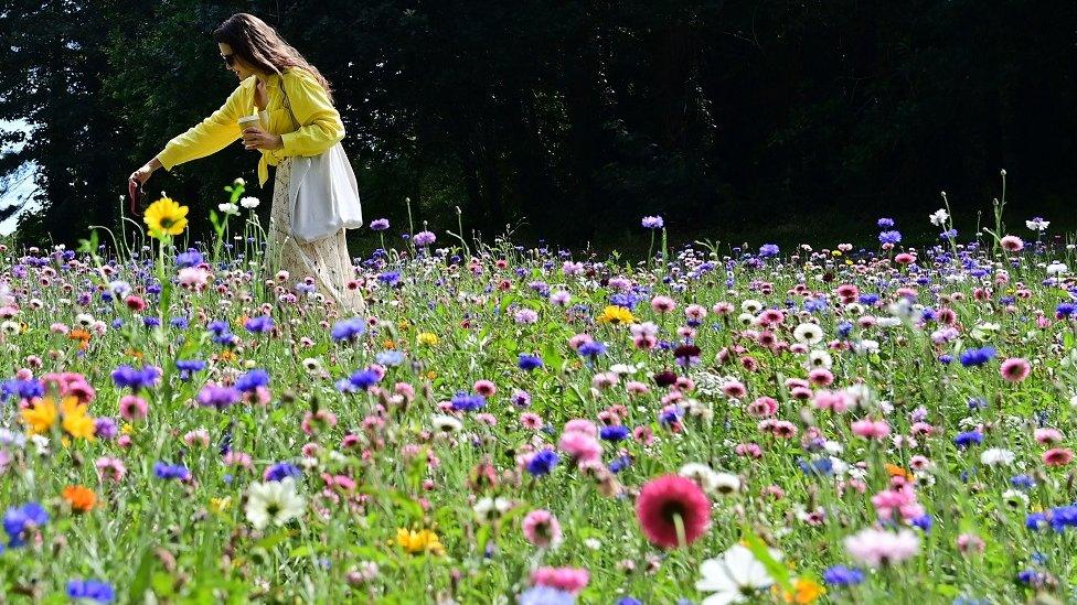 Woman in a field of flowers