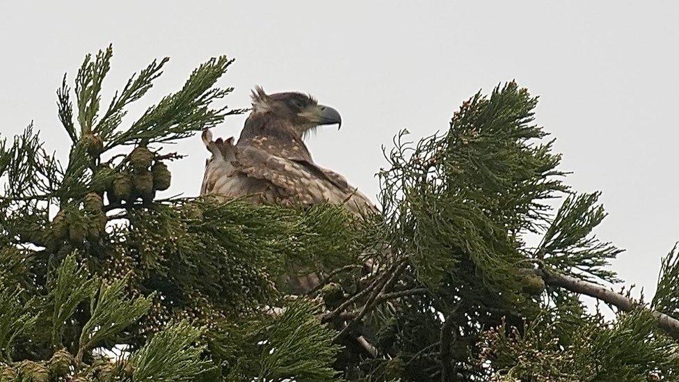 White-tailed eagle perching at top of a tree