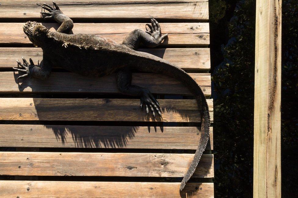 A marine iguana sunbathing in Isabela