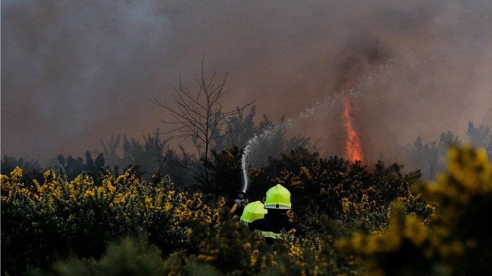 Firefighters among the gorse