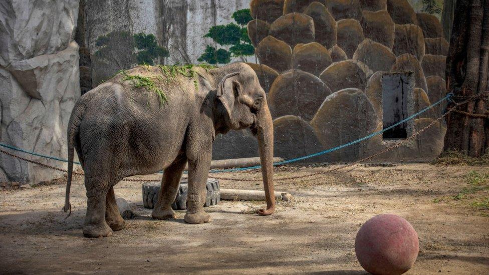 Mali Philippines elephant