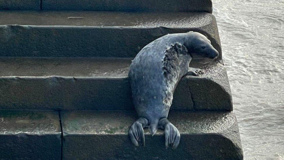 Seal pup stranded on steps by River Mersey