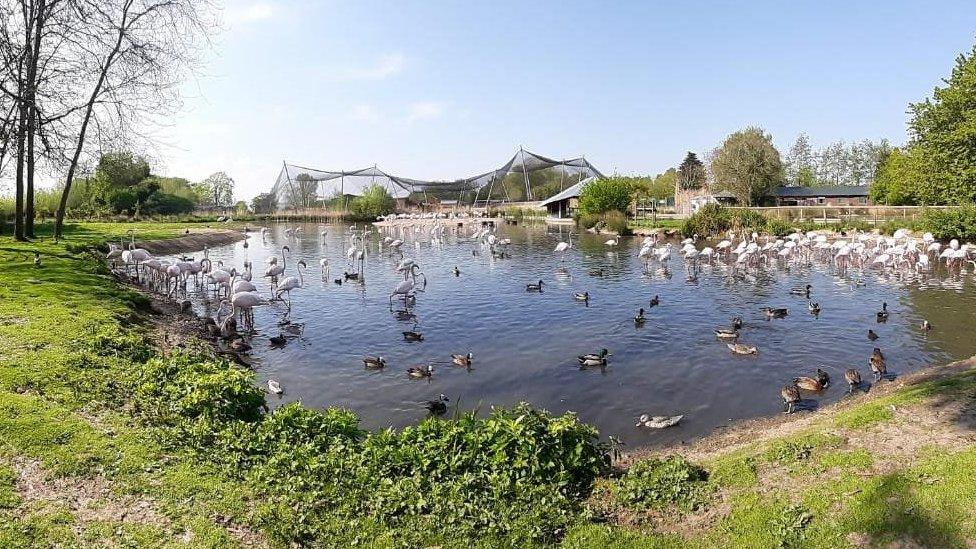 Birds at an enclosure at Slimbridge