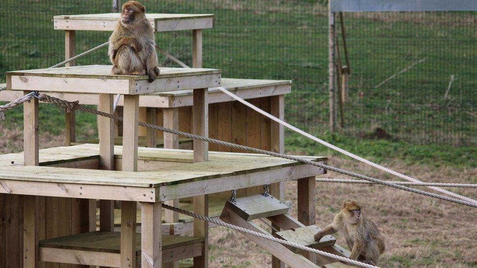 Barbary Macaques