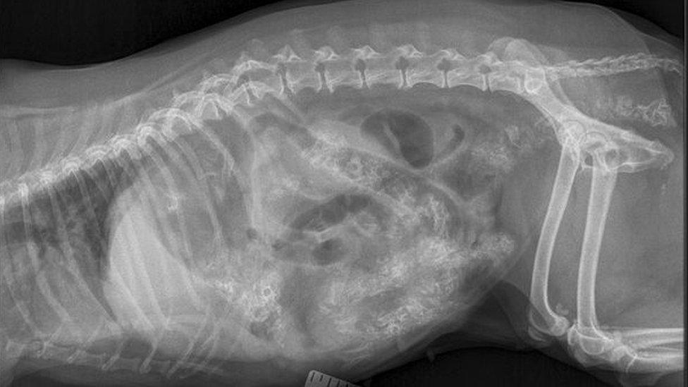 X-Ray of Jilly the dog's stomach