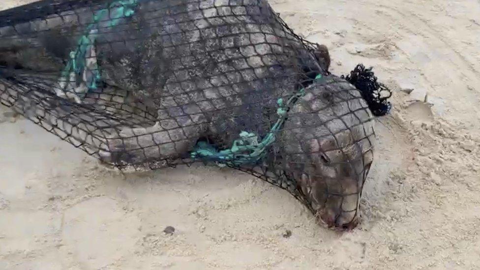 The seal being rescued at Horsey