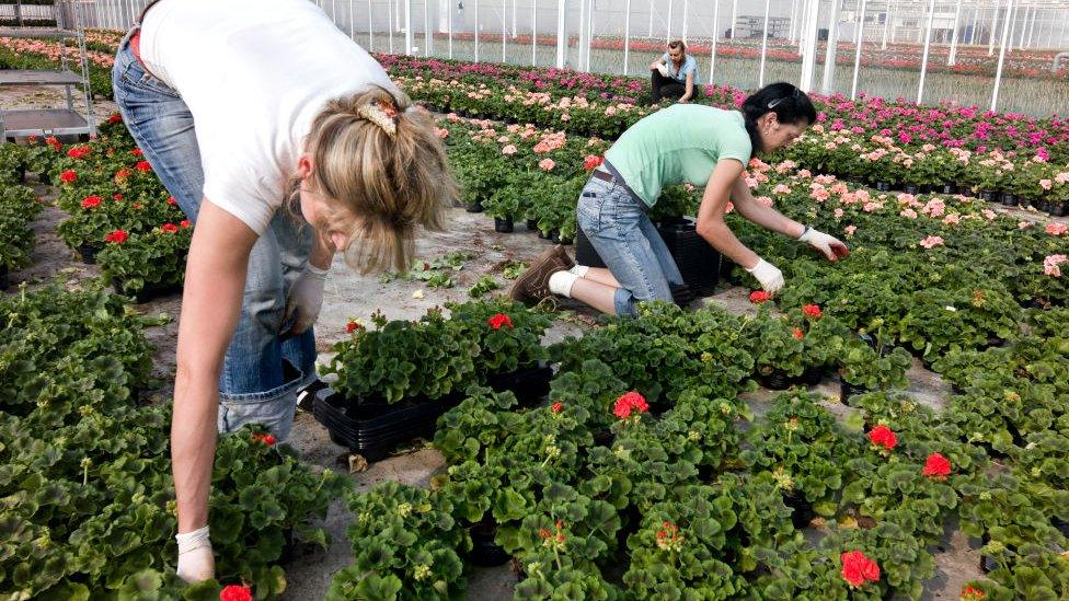 File pic of women working in a Dutch nursery