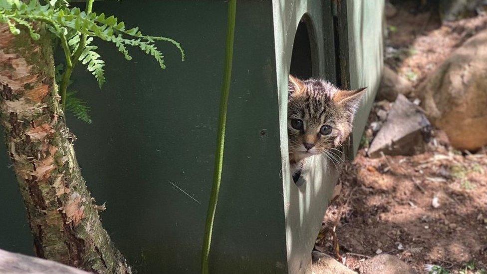 Wildcat kitten at Highland Wildlife Park