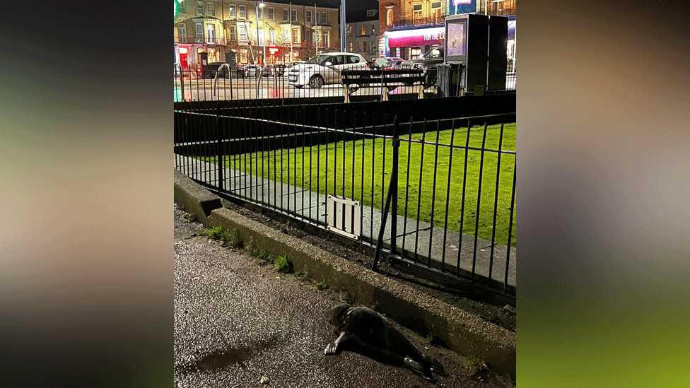 Seal on path next to bowling green, heading towards North Drive, Great Yarmouth