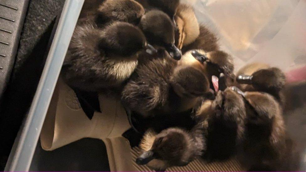 Ducklings in a box