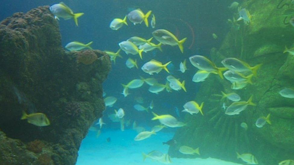 Fish in an aquarium