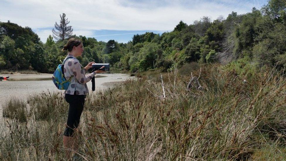 A bird survey on the Waimea Inlet