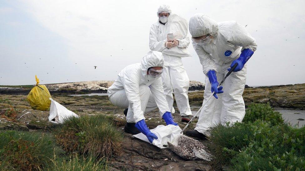 Three workers in PPE pick up a dead bird on the Farne Islands