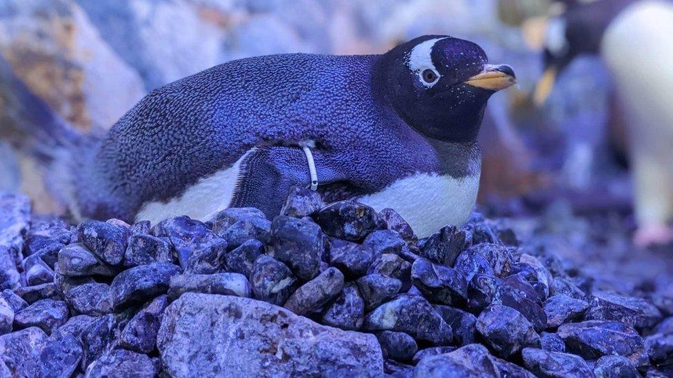 Penguin dad Rapha nesting at The Deep