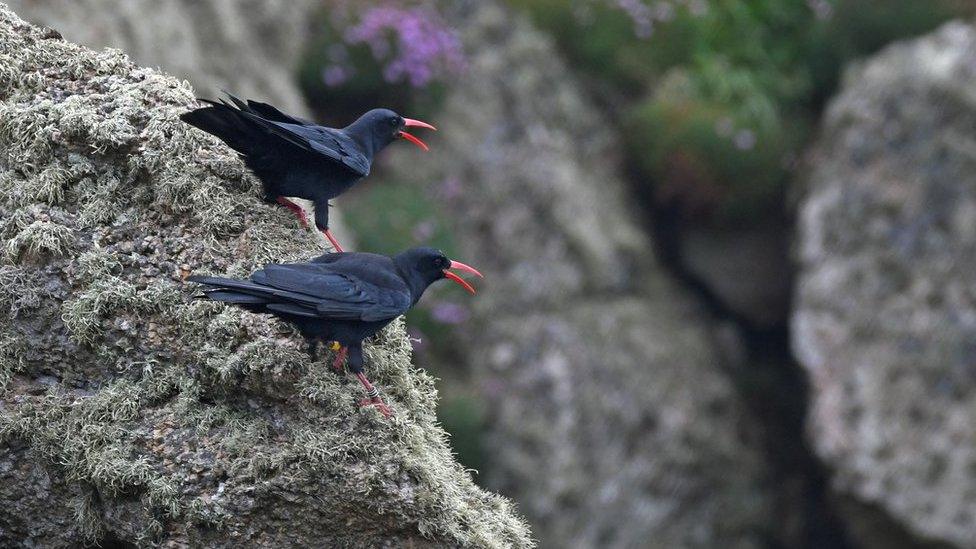 Cornish choughs