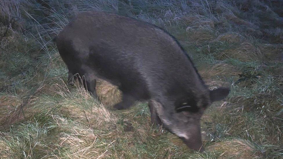 Pig on the loose in Silloth