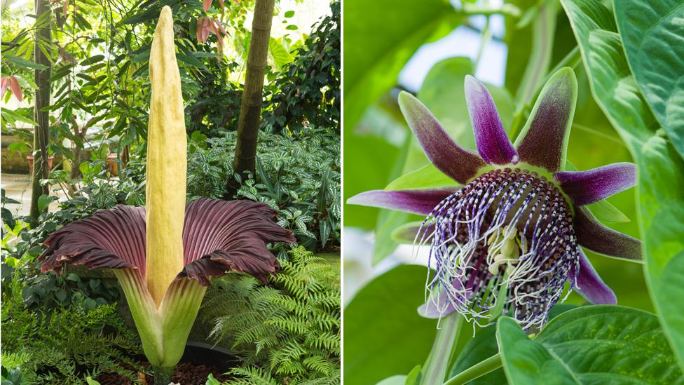 Amorphop hallus titanum and passiflora trialate