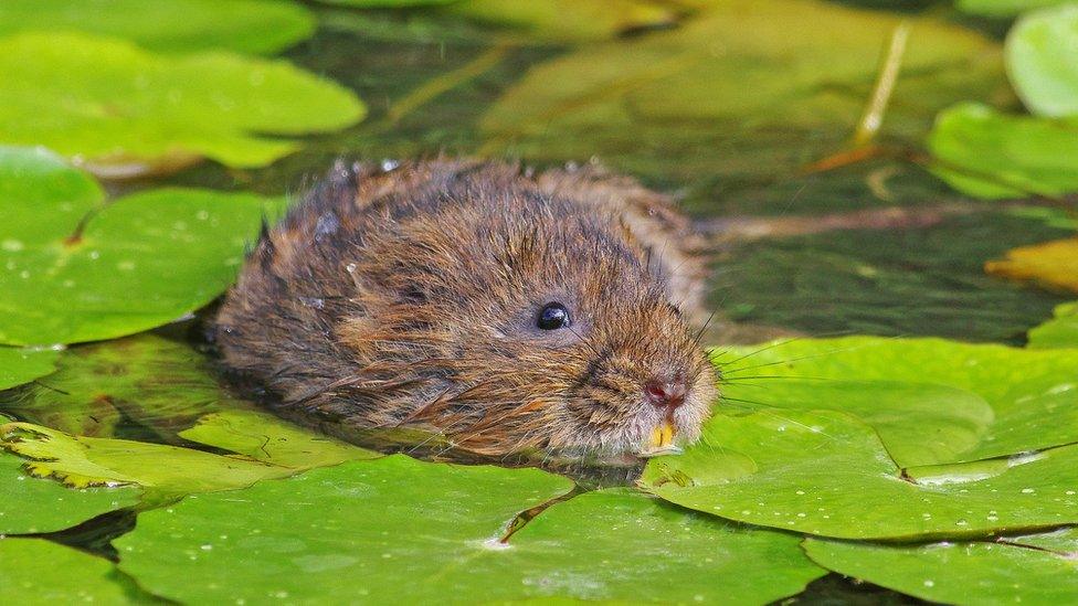 Water vole in Wiltshire