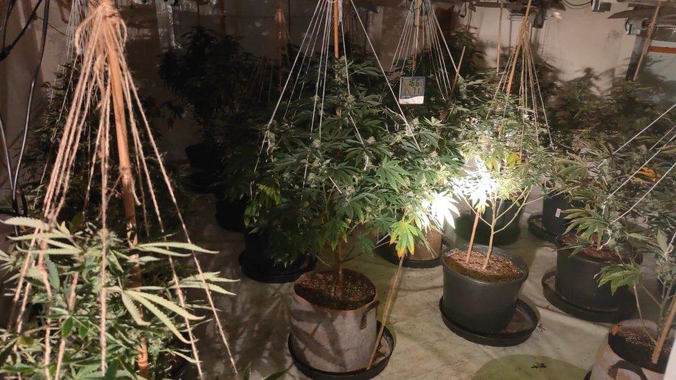 Cannabis plants