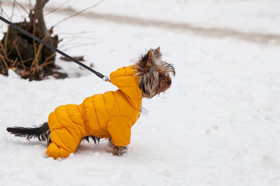 A little dog in the snow wearing a coat