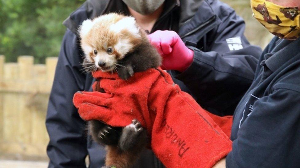 red-panda-with-zookeepers.