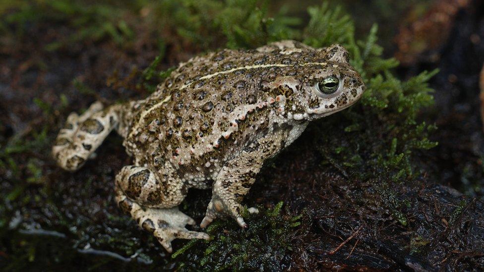 Natterjack Toad