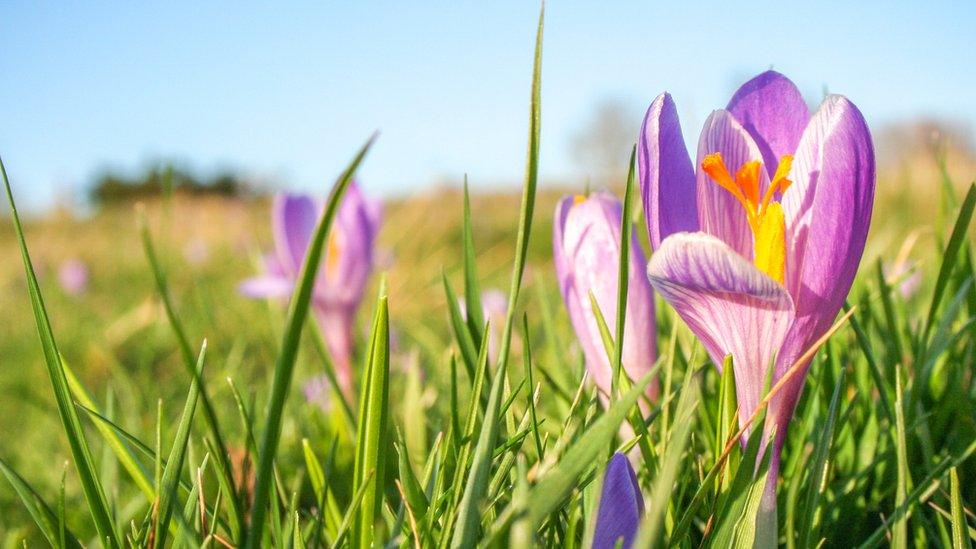 crocus close up