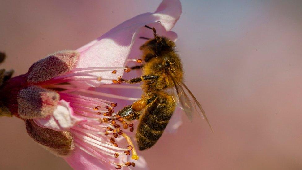 Bee on a flower