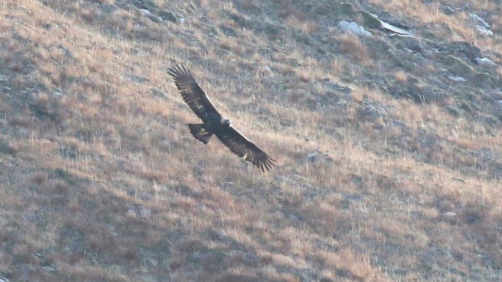 Golden eagle in Hoy