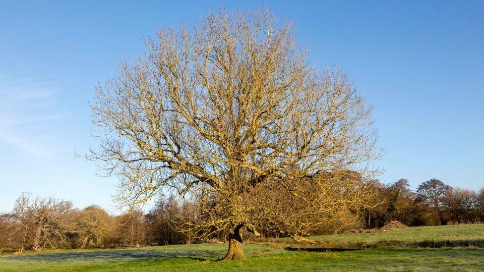 An ash tree