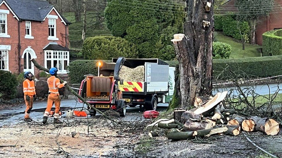 The tree being cleared